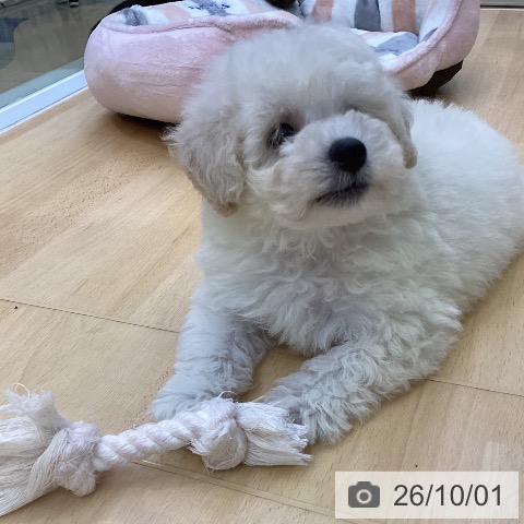 愛知県のトイプードル(トイ) (ペットプラス 三好店/2026年7月28日生まれ/男の子/ホワイト)の子犬の4枚目の画像