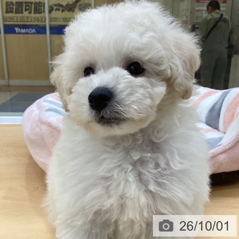 愛知県のトイプードル(トイ) (ペットプラス 三好店/2026年7月28日生まれ/男の子/ホワイト)の子犬の4枚目の画像