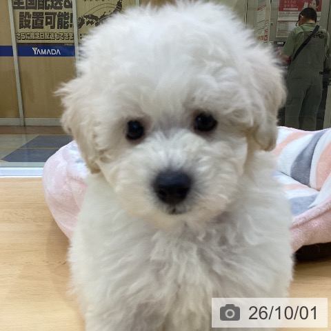 愛知県のトイプードル(トイ) (ペットプラス 三好店/2026年7月28日生まれ/男の子/ホワイト)の子犬の3枚目の画像