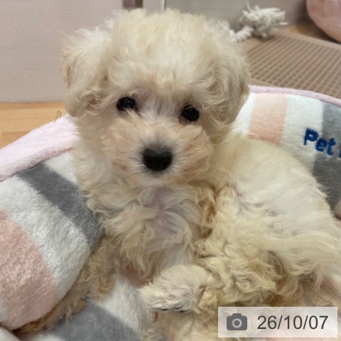 愛知県のトイプードル(トイ) (ペットプラス 名古屋茶屋店/2026年7月28日生まれ/女の子/ホワイト)の子犬の3枚目の画像