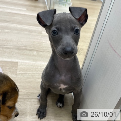 福島県のイタリアングレーハウンド (ペットプラス 福島店/2026年7月29日生まれ/男の子/ブルー)の子犬の3枚目の画像