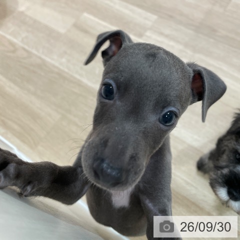 神奈川県のイタリアングレーハウンド (ペットプラス ゆめが丘ソラトス店/2026年7月29日生まれ/男の子/ブルー)の子犬の3枚目の画像