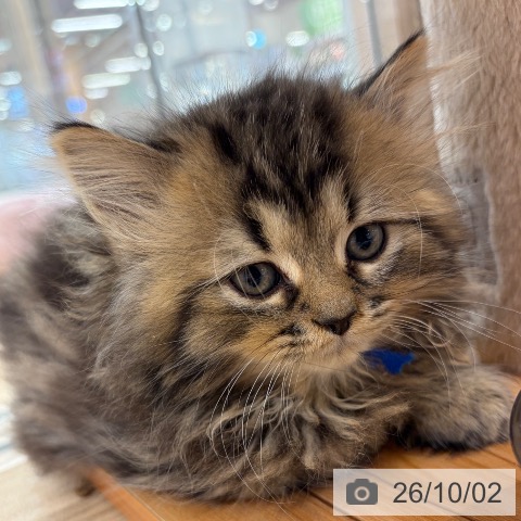 大阪府のペルシャ (ペットプラス イオン大日店/2026年7月27日生まれ/男の子/チンチラゴールデン)の子猫の4枚目の画像