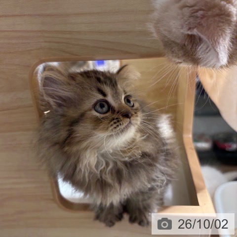 ペルシャの写真