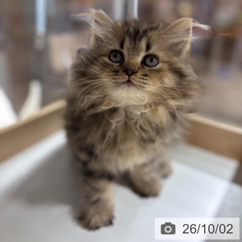 ペルシャの写真