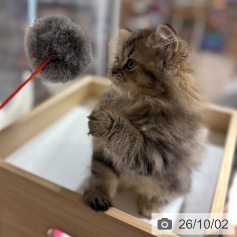 ペルシャの写真