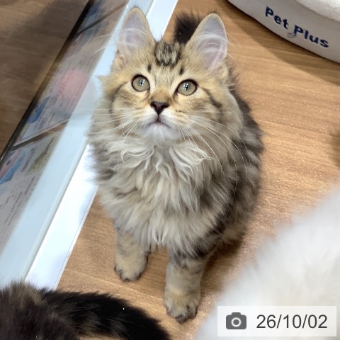 ラガマフィンの写真