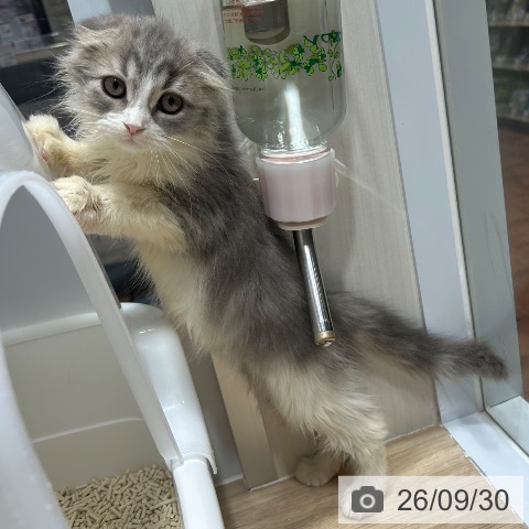 スコティッシュフォールドの写真