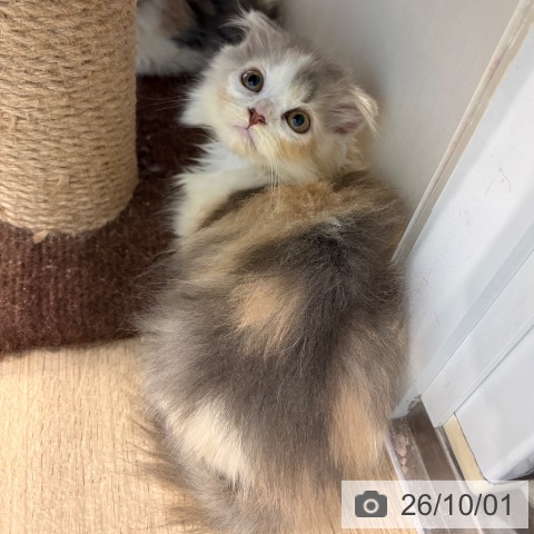 スコティッシュフォールドの写真