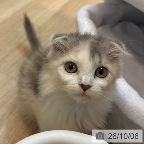 スコティッシュフォールドの写真