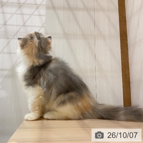 大阪府のスコティッシュフォールド (ペットプラス 鶴見店/2026年7月16日生まれ/女の子/ブルーパッチドタビーホワイト)の子猫の4枚目の画像