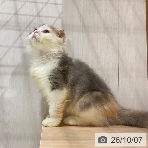 大阪府のスコティッシュフォールド (ペットプラス 鶴見店/2026年7月16日生まれ/女の子/ブルーパッチドタビーホワイト)の子猫の3枚目の画像