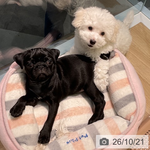 愛知県のビションフリーゼ (ペットプラス 岡崎店/2026年8月2日生まれ/男の子/ホワイト)の子犬の4枚目の画像