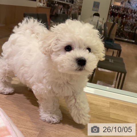 愛知県のビションフリーゼ (ペットプラス 岡崎店/2026年8月2日生まれ/男の子/ホワイト)の子犬の3枚目の画像