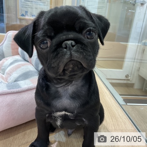愛知県のパグ (ペットプラス 岡崎店/2026年8月2日生まれ/男の子/ブラック)の子犬の3枚目の画像