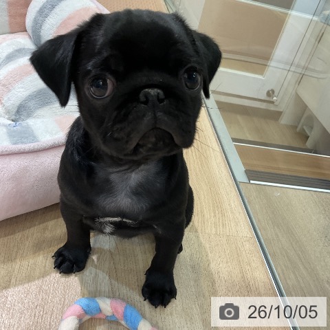 愛知県のパグ (ペットプラス 岡崎店/2026年8月2日生まれ/男の子/ブラック)の子犬の3枚目の画像