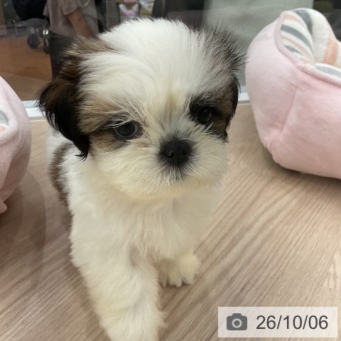 福井県のシーズー (ペットプラス 福井店/2026年8月2日生まれ/女の子/ゴールドホワイト)の子犬の4枚目の画像