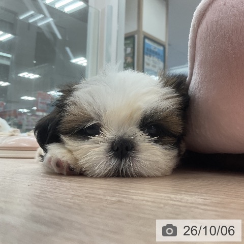 福井県のシーズー (ペットプラス 福井店/2026年8月2日生まれ/女の子/ゴールドホワイト)の子犬の3枚目の画像