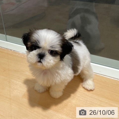 石川県のシーズー (ペットプラス 新小松店/2026年8月2日生まれ/女の子/ゴールドホワイト)の子犬の4枚目の画像