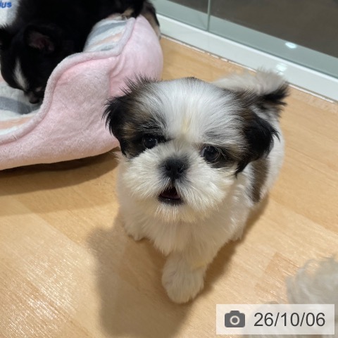 石川県のシーズー (ペットプラス 新小松店/2026年8月2日生まれ/女の子/ゴールドホワイト)の子犬の3枚目の画像