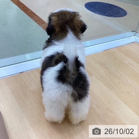 シー・ズーの写真