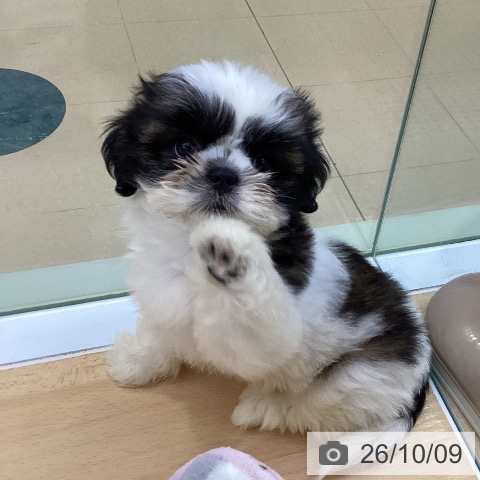 愛知県のシーズー (ペットプラス 三好店/2026年8月2日生まれ/女の子/ゴールドホワイト)の子犬の4枚目の画像