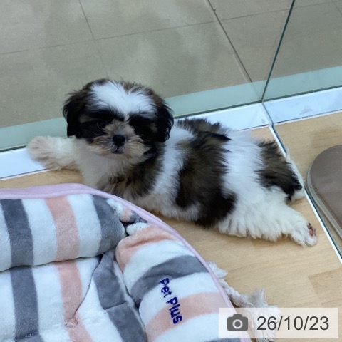 愛知県のシーズー (ペットプラス 三好店/2026年8月2日生まれ/女の子/ゴールドホワイト)の子犬の3枚目の画像