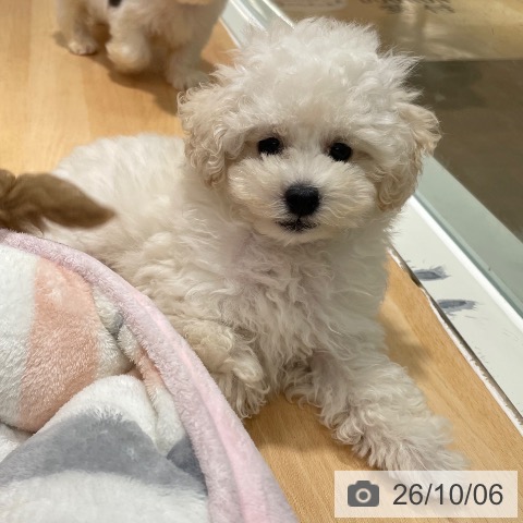 石川県のトイプードル(トイ) (ペットプラス 新小松店/2026年7月31日生まれ/男の子/ホワイト)の子犬の4枚目の画像
