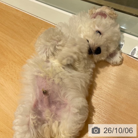 石川県のトイプードル(トイ) (ペットプラス 新小松店/2026年7月31日生まれ/男の子/ホワイト)の子犬の3枚目の画像