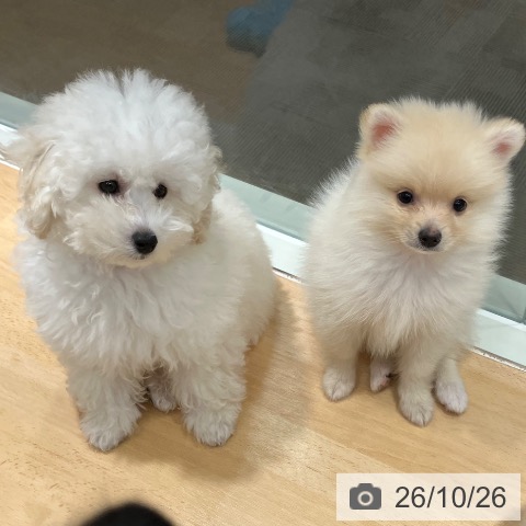 石川県のトイプードル(トイ) (ペットプラス 新小松店/2026年7月31日生まれ/男の子/ホワイト)の子犬の3枚目の画像