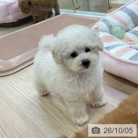 愛知県のトイプードル(トイ) (ペットプラス ナゴヤドーム前店/2026年7月31日生まれ/女の子/ホワイト)の子犬の4枚目の画像