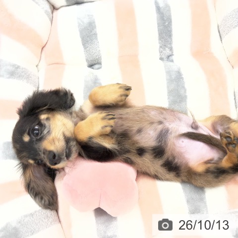 ミニチュア・ダックスフンドの写真