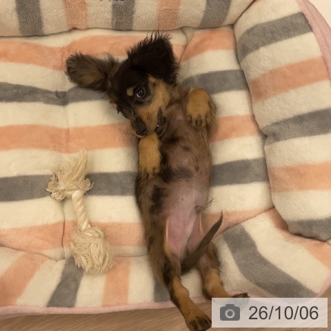 ミニチュア・ダックスフンドの写真