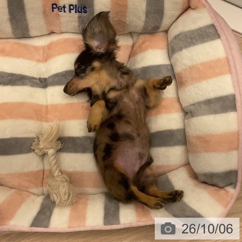 ミニチュア・ダックスフンドの写真