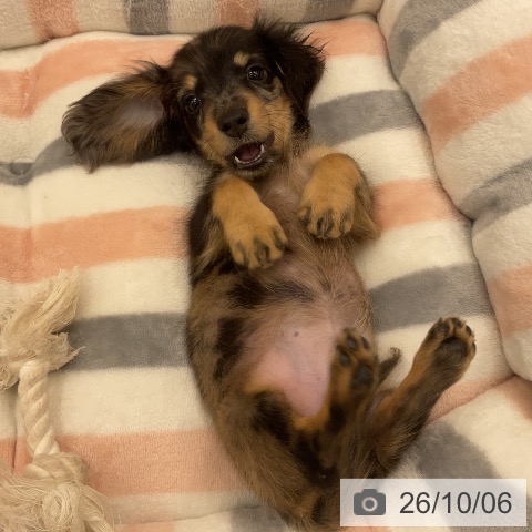 ミニチュア・ダックスフンドの写真