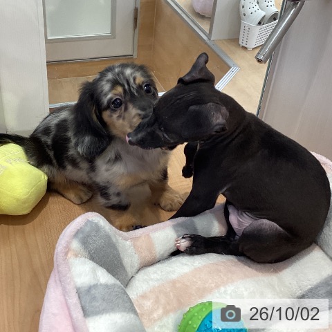 ミニチュア・ダックスフンドの写真