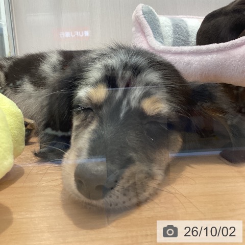 ミニチュア・ダックスフンドの写真