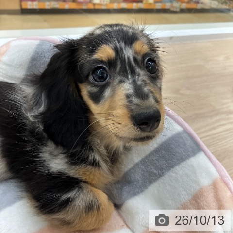 愛知県のミニチュアダックスフンド(ロング) (ペットプラス 豊田店/2026年8月3日生まれ/男の子/シルバーダップル)の子犬の3枚目の画像