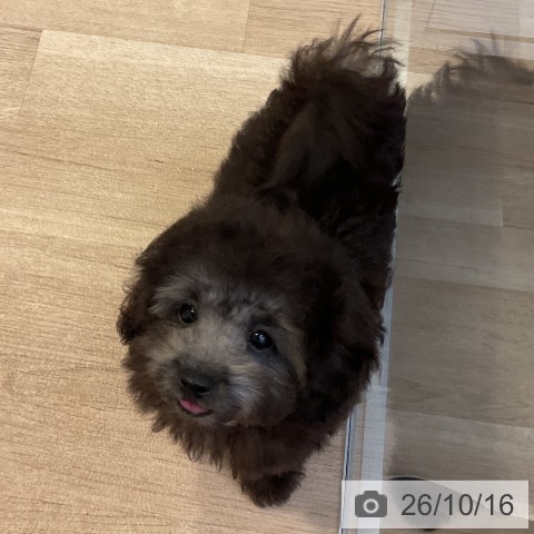 愛知県のトイプードル(トイ) (ペットプラス 岡崎店/2026年8月3日生まれ/男の子/シルバー)の子犬の4枚目の画像