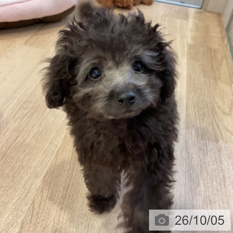 愛知県のトイプードル(トイ) (ペットプラス 岡崎店/2026年8月3日生まれ/男の子/シルバー)の子犬の3枚目の画像
