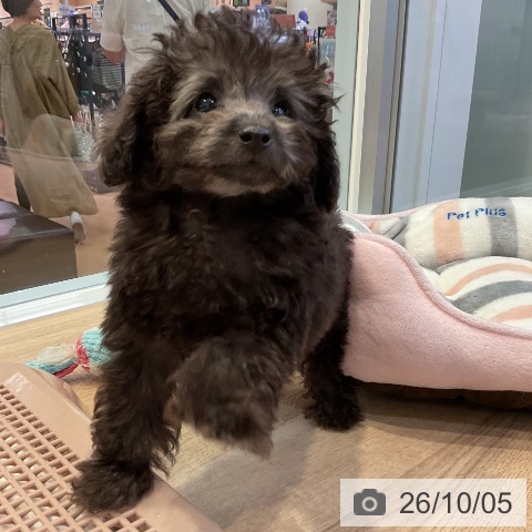 愛知県のトイプードル(トイ) (ペットプラス 三好店/2026年8月3日生まれ/男の子/シルバー)の子犬の3枚目の画像