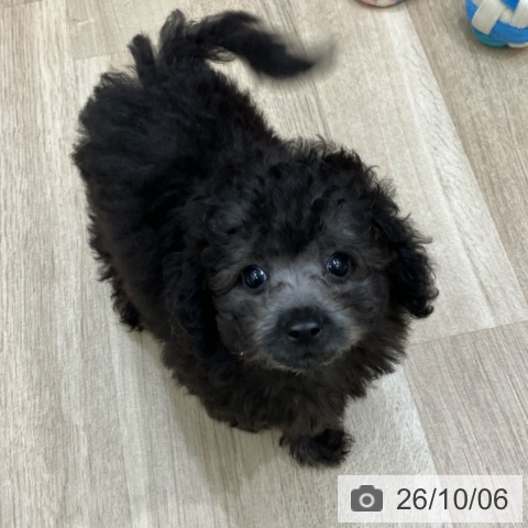 岐阜県のトイプードル(トイ) (ペットプラス 各務原店/2026年8月3日生まれ/女の子/シルバー)の子犬の3枚目の画像