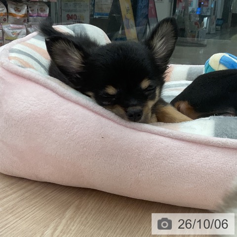 福井県のチワワ(ロング) (ペットプラス 福井店/2026年8月2日生まれ/男の子/ブラックタン)の子犬の4枚目の画像