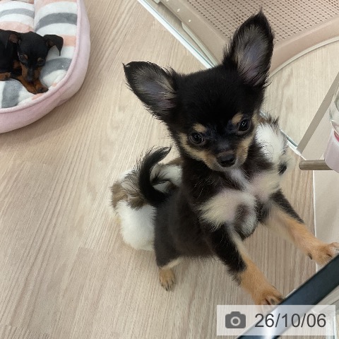福井県のチワワ(ロング) (ペットプラス 福井店/2026年8月2日生まれ/男の子/ブラックタン)の子犬の3枚目の画像