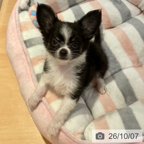愛知県のチワワ(ロング) (ペットプラス 名古屋茶屋店/2026年8月2日生まれ/男の子/ブラックタンホワイト)の子犬の4枚目の画像