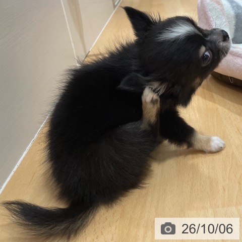 石川県のチワワ(ロング) (ペットプラス 新小松店/2026年8月2日生まれ/男の子/ブラックタンホワイト)の子犬の3枚目の画像