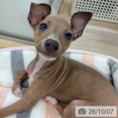 愛知県のイタリアングレーハウンド (ペットプラス mozoワンダーシティ店/2026年7月30日生まれ/女の子/ブルーフォーンホワイトマーキングス)の子犬の4枚目の画像