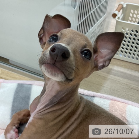 愛知県のイタリアングレーハウンド (ペットプラス mozoワンダーシティ店/2026年7月30日生まれ/女の子/ブルーフォーンホワイトマーキングス)の子犬の3枚目の画像