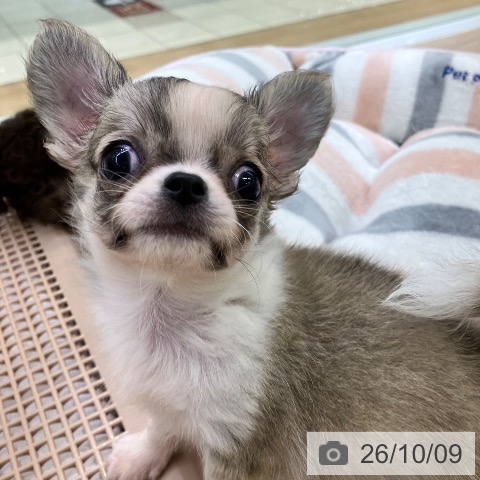 チワワの写真