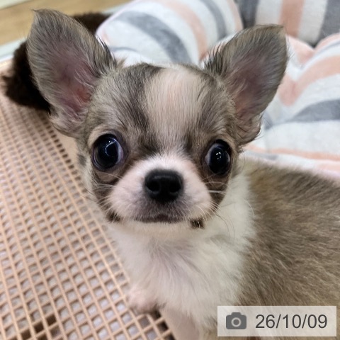 チワワの写真